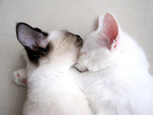 AYX体育官网-塔特在袋鼠队中的突破技术堪称一绝，助力多场关键胜利