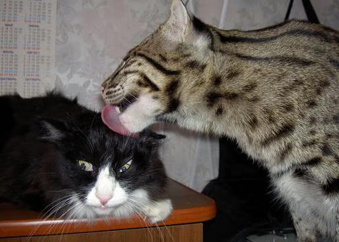 女子自由泳荷兰选手再创新高,女子自由泳比赛