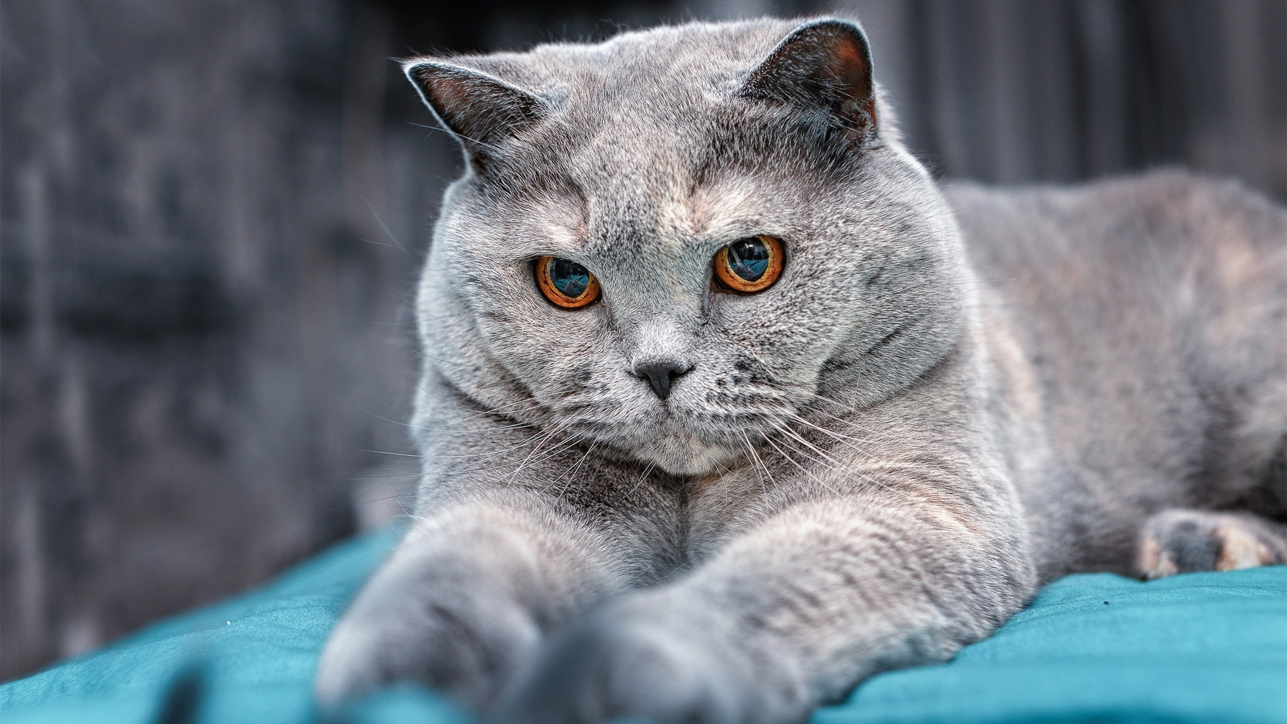 爱游戏体育平台-欧洲杯明星大秀：盘带、远射、奇迹一一上演，欧洲杯参赛明星