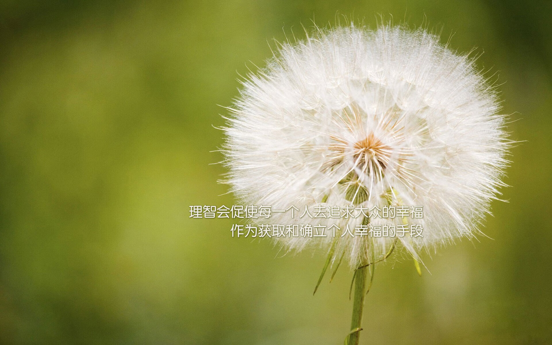 AYX体育-澳大利亚袋鼠队:橄榄球冠军锦标赛的战术灵活性,袋鼠澳大利亚度百科